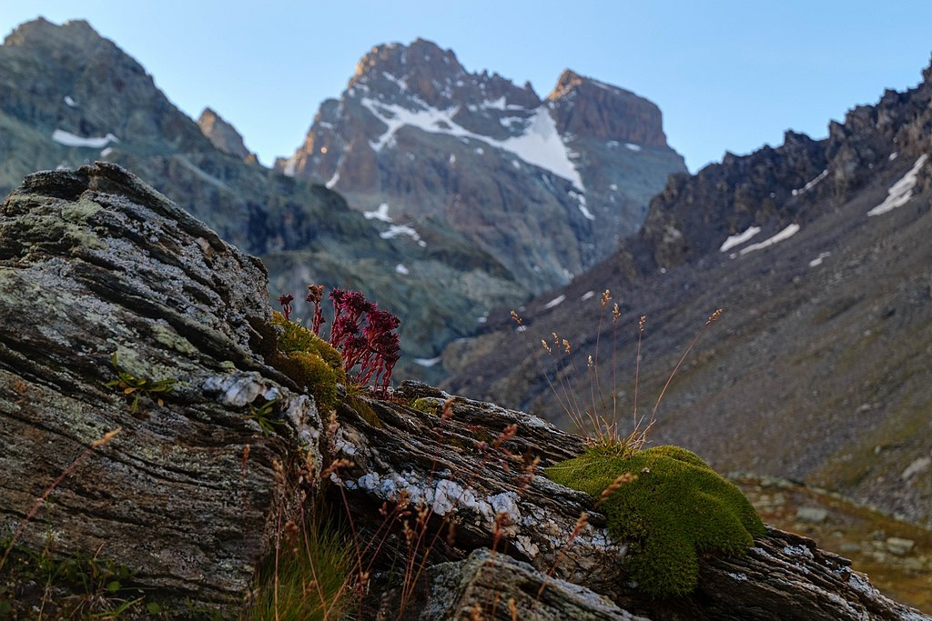 paesaggio montano, in primo piano una roccia con muschio e fiori rossi di sempervivum, sullo sfondo il monviso spruzzato di neve
