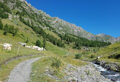 in primo piano il sentiero che corre lungo il torrente. Sulla sinistra si alzano le montagne e vicino al sentier ci sono alcune mucche al pascolo, tra cui un vitello che succhia il latte dalla vacca. sulle pendici delle montagne pascoli e alcuni larici, cielo azzurro. Sulla destra in lontananza una mucca solitaria