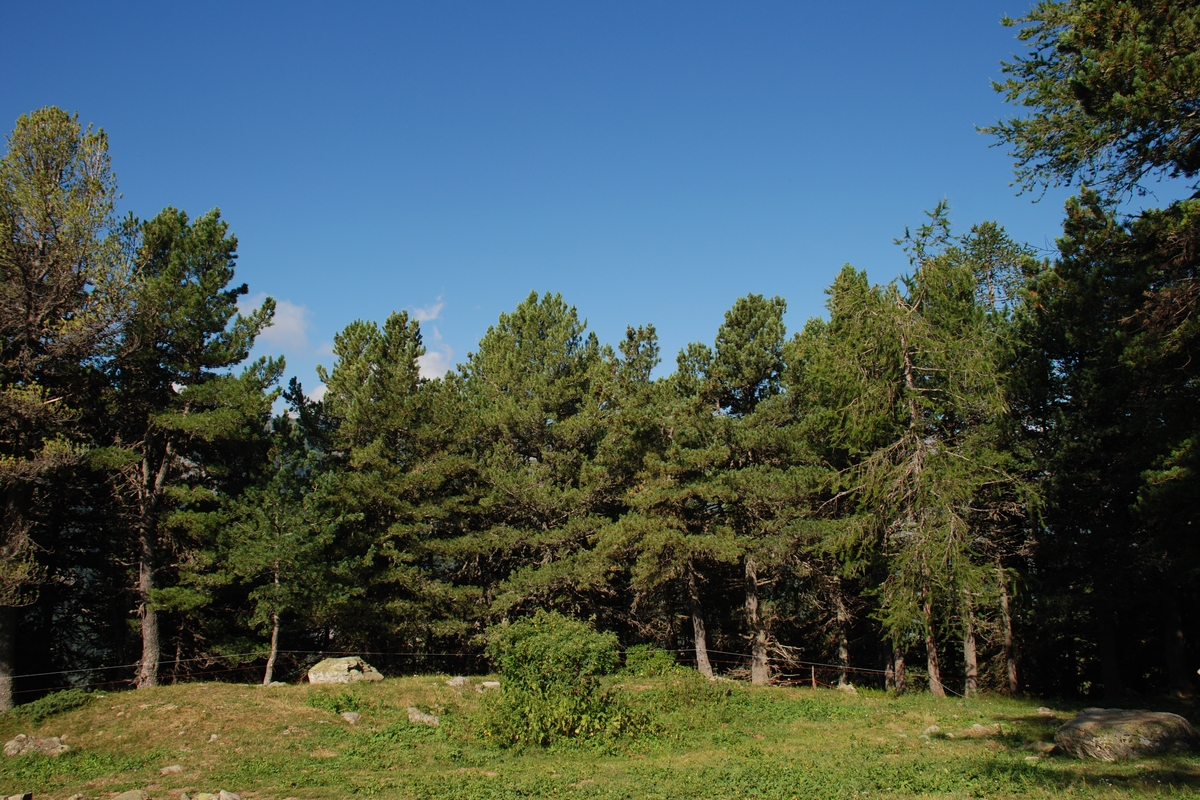 Bosco di pini cembri dietro una radura